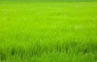 GLOBAL GAP CERTIFICATION / GLOBAL GAP CERTIFICATION