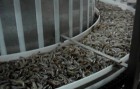 ระบบชั่งรับวัตถุดิบกุ้ง / Shrimp receiving