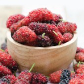 Mulberry (มัลเบอร์รี่) มีประโยชน์อย่างไร ?