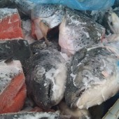 หัวปลาแซลมอนสดแช่แข็ง(frozen fresh salmon head) 
