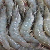 กุ้งสดทั้งตัวแช่เยือกแข็ง (frozen fresh HOSO shrimp) 
