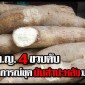 เด็ก 4 ขวบ ขุดมันสำปะหลังมาทอดกินตาย