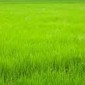GLOBAL GAP CERTIFICATION / GLOBAL GAP CERTIFICATION