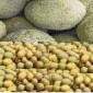 Fresh cantaloupe / แคนตาลูป