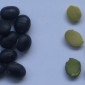 Black bean / ถั่วดำ