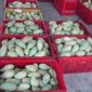 Fresh mango / มะม่วงสด