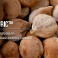 Terminalia bellerica / สมอพิเภก (Terminalia bellerica) สมุนไพรที่ใช้ในการแพทย์อายุรเวท