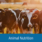 Animal Nutrition / โภชนาการสัตว์