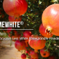 Anthocyanin Less White Pomegranate / ทับทิมสีขาว