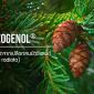 Enzogenol® / สารสกัดจากเปลือกสนนิวซีแลนด์