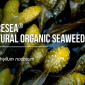 Natural Organic Seaweed / สาหร่ายออแกนิค