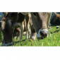 Animal Feed / อุตสาหกรรมอาหารสัตว์