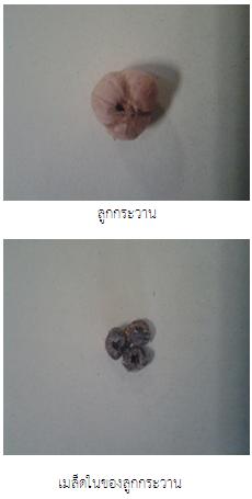 ผลของความชื้นต่อคุณสมบัติทางกายภาพของลูกกระวาน