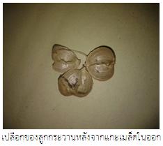 ผลของความชื้นต่อคุณสมบัติทางกายภาพของลูกกระวาน