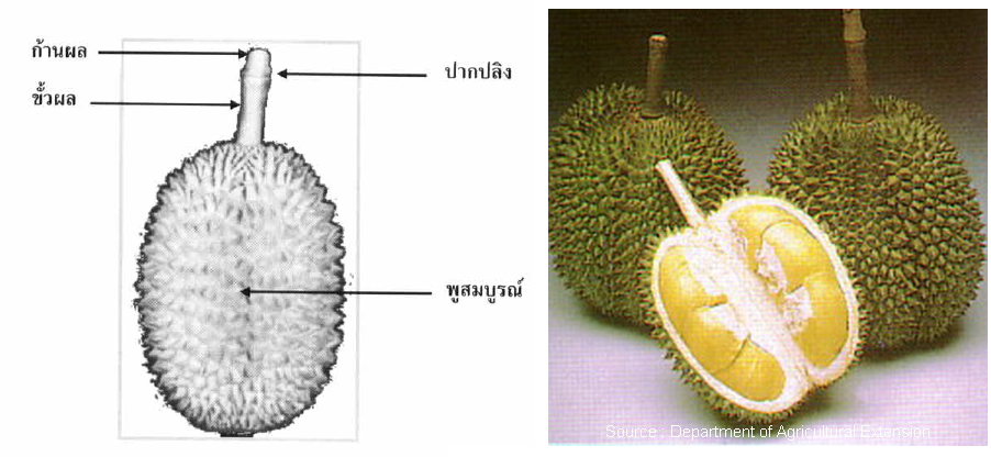 durian