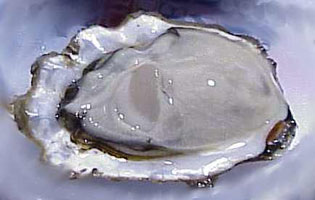 OYSTER