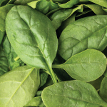 Spinach (ผักโขม) ผักพื้นบ้านแต่มากสรรพคุณ