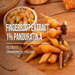 Fingerroot / กระชายขาว
